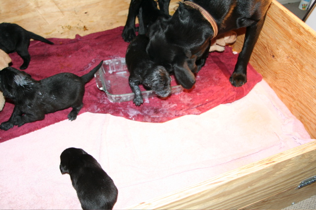 First Milk DIsh - 8